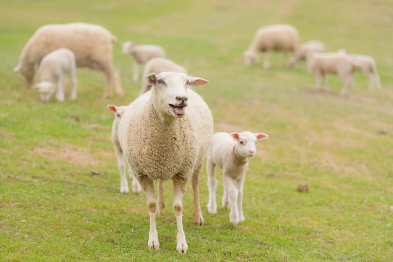 Reves De Moutons 호텔 파소 로블레스 외부 사진
