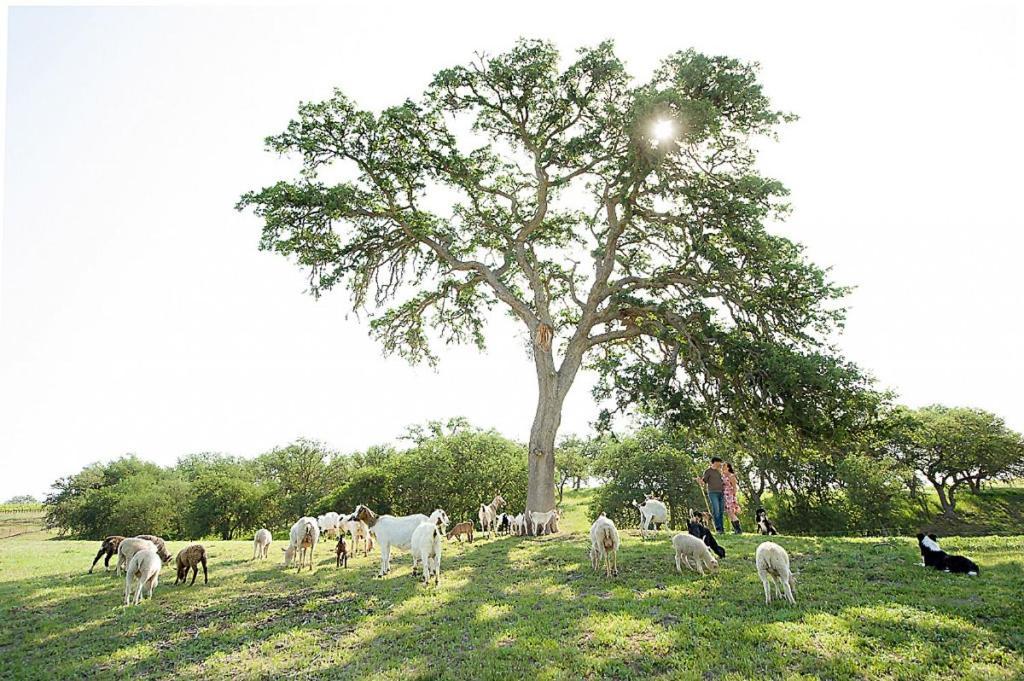 Reves De Moutons 호텔 파소 로블레스 외부 사진