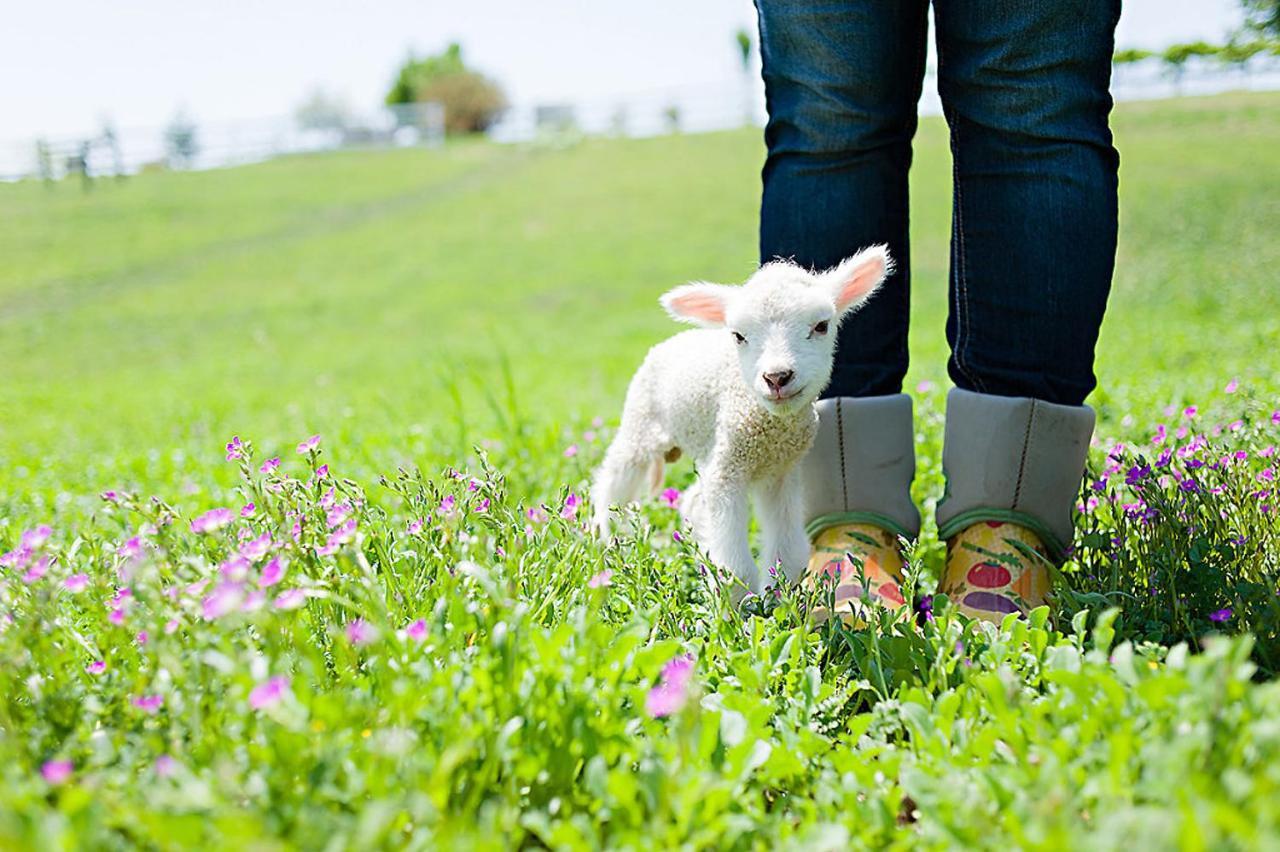 Reves De Moutons 호텔 파소 로블레스 외부 사진