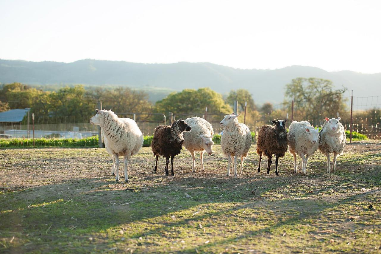 Reves De Moutons 호텔 파소 로블레스 외부 사진