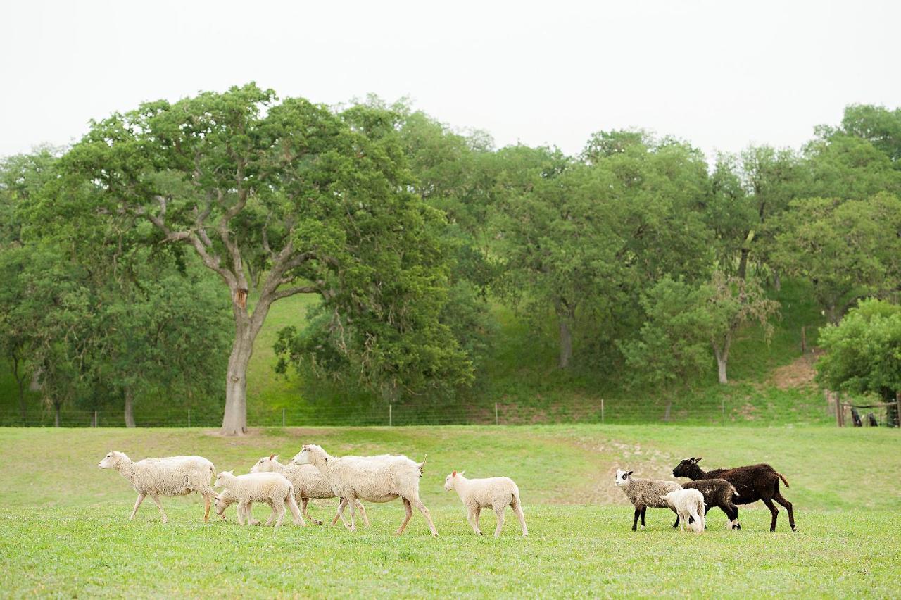 Reves De Moutons 호텔 파소 로블레스 외부 사진
