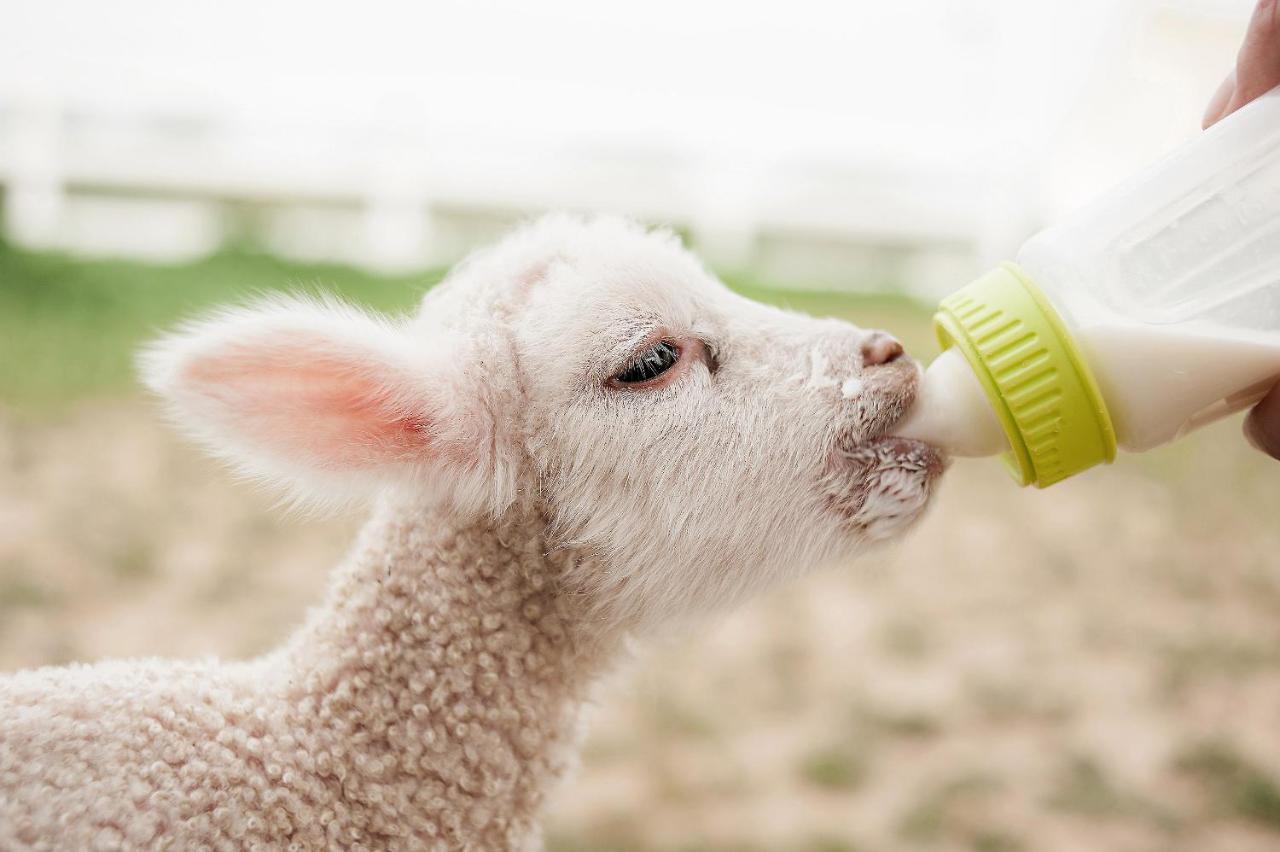 Reves De Moutons 호텔 파소 로블레스 외부 사진