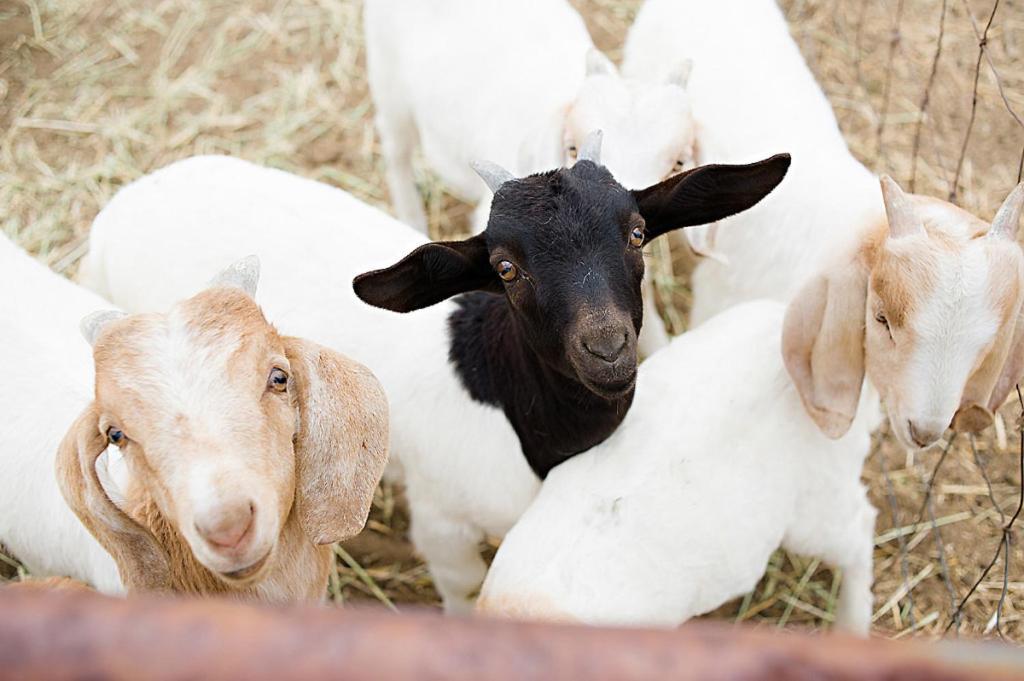 Reves De Moutons 호텔 파소 로블레스 외부 사진