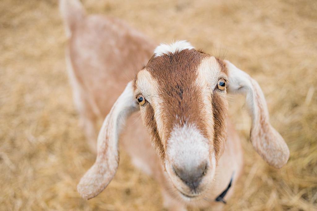Reves De Moutons 호텔 파소 로블레스 외부 사진