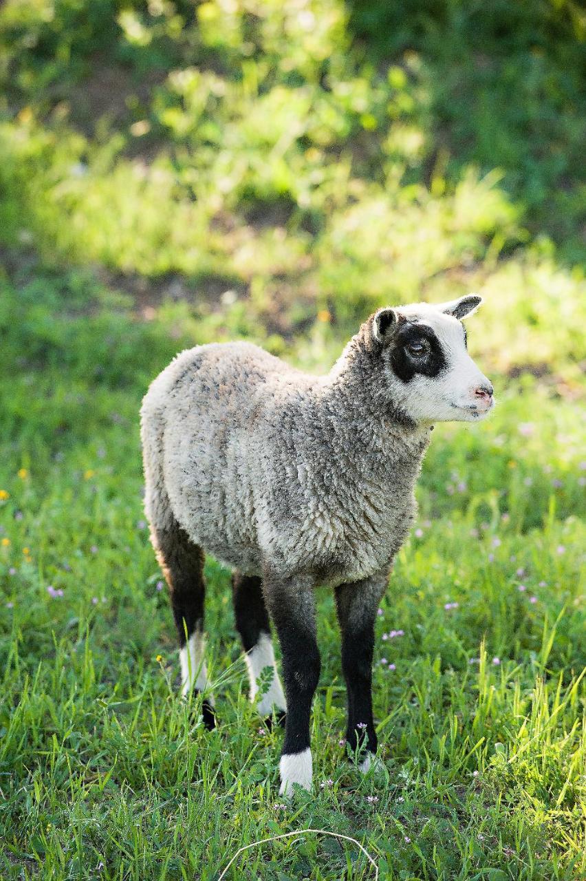 Reves De Moutons 호텔 파소 로블레스 외부 사진
