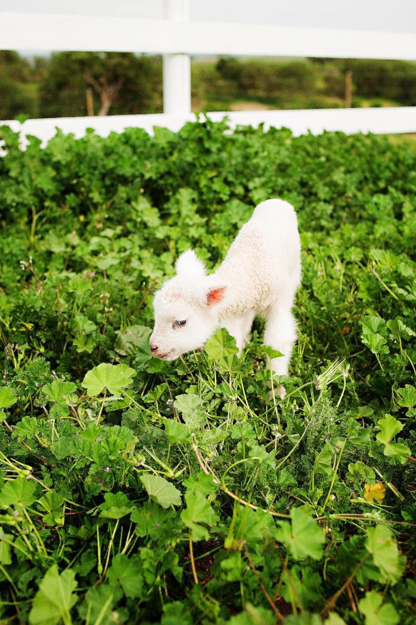 Reves De Moutons 호텔 파소 로블레스 외부 사진