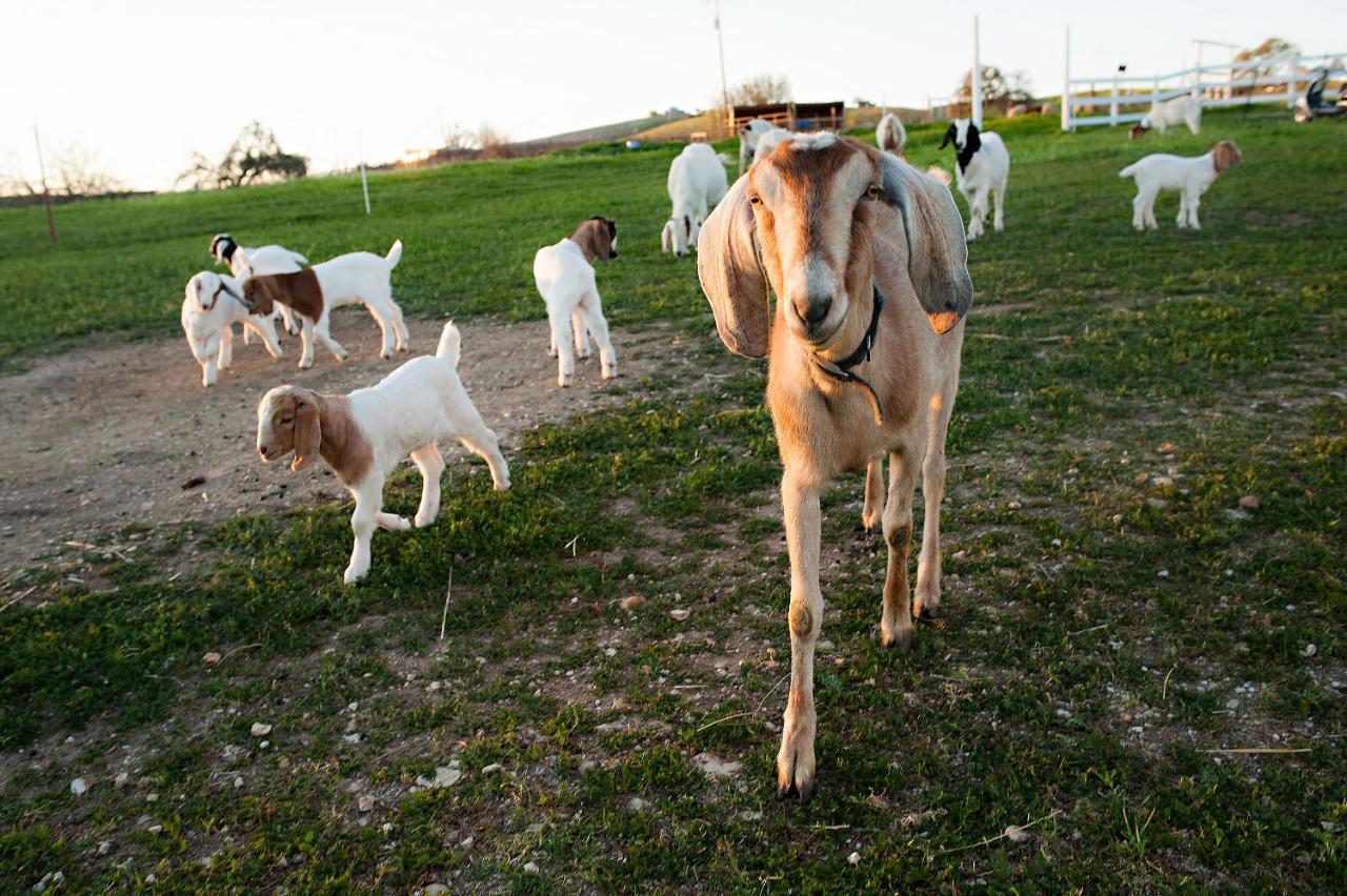 Reves De Moutons 호텔 파소 로블레스 외부 사진