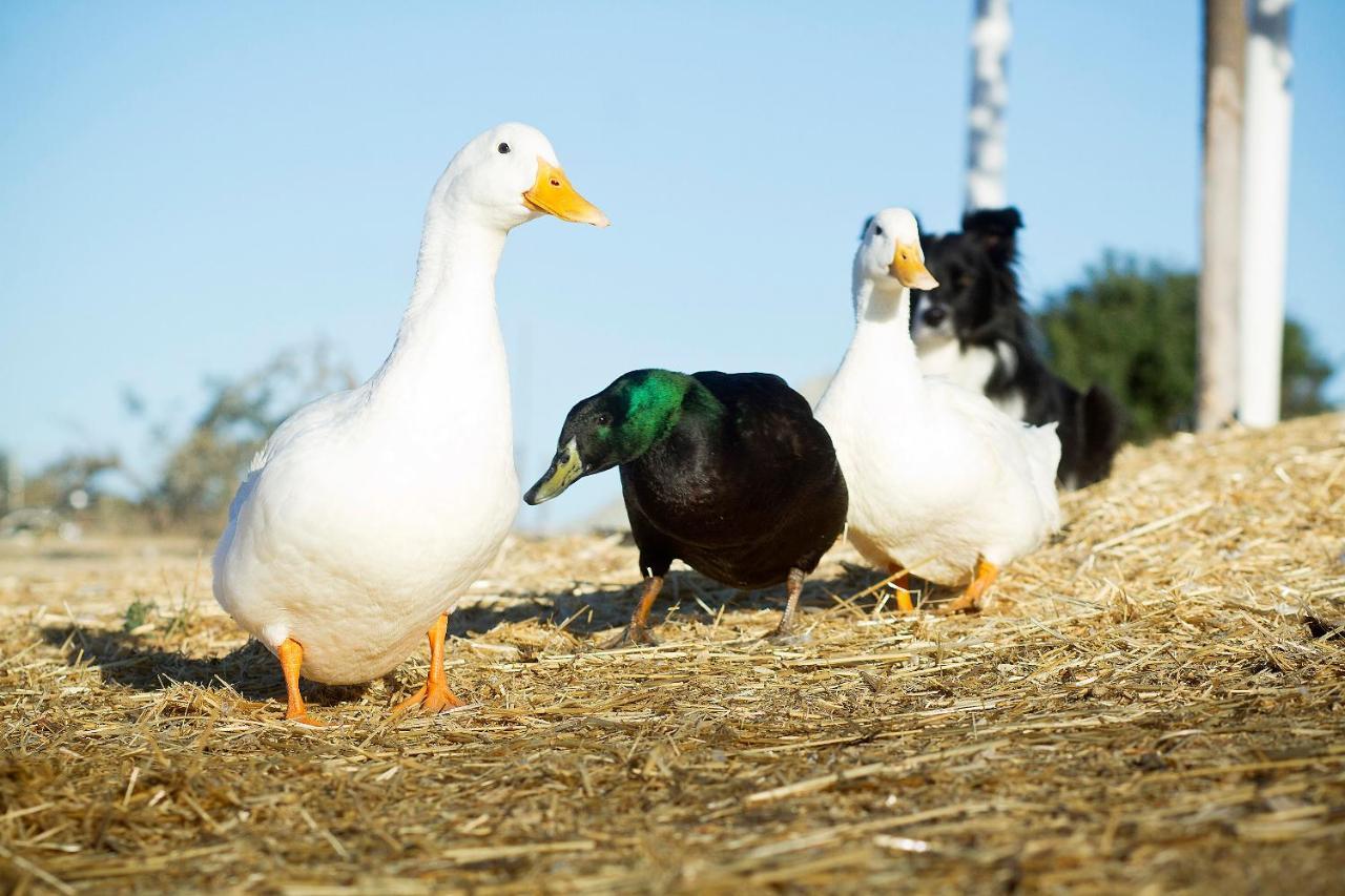 Reves De Moutons 호텔 파소 로블레스 외부 사진