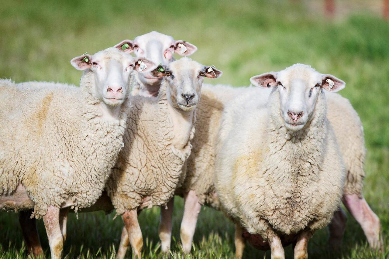 Reves De Moutons 호텔 파소 로블레스 외부 사진