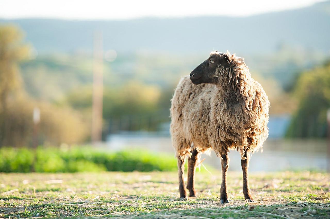 Reves De Moutons 호텔 파소 로블레스 외부 사진