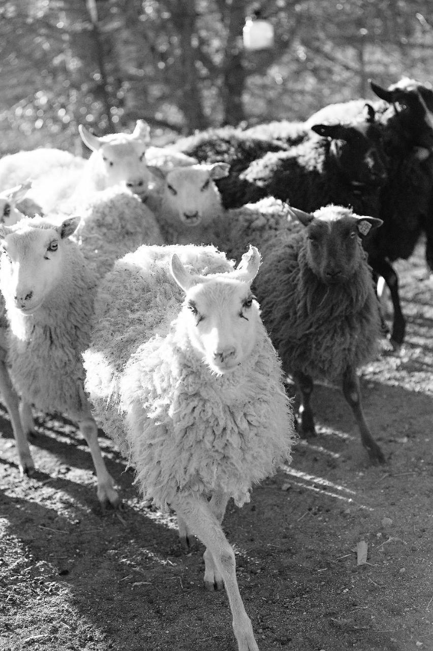 Reves De Moutons 호텔 파소 로블레스 외부 사진