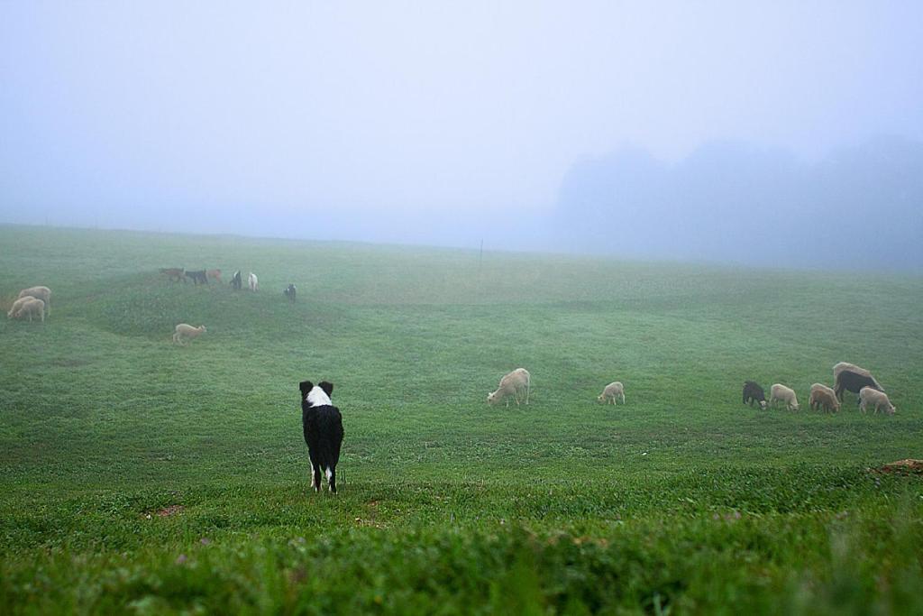 Reves De Moutons 호텔 파소 로블레스 외부 사진