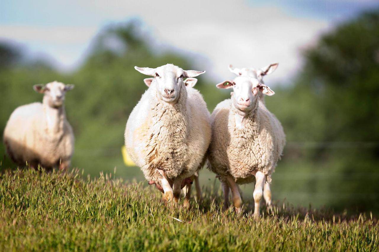 Reves De Moutons 호텔 파소 로블레스 외부 사진