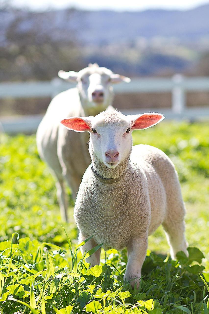 Reves De Moutons 호텔 파소 로블레스 외부 사진