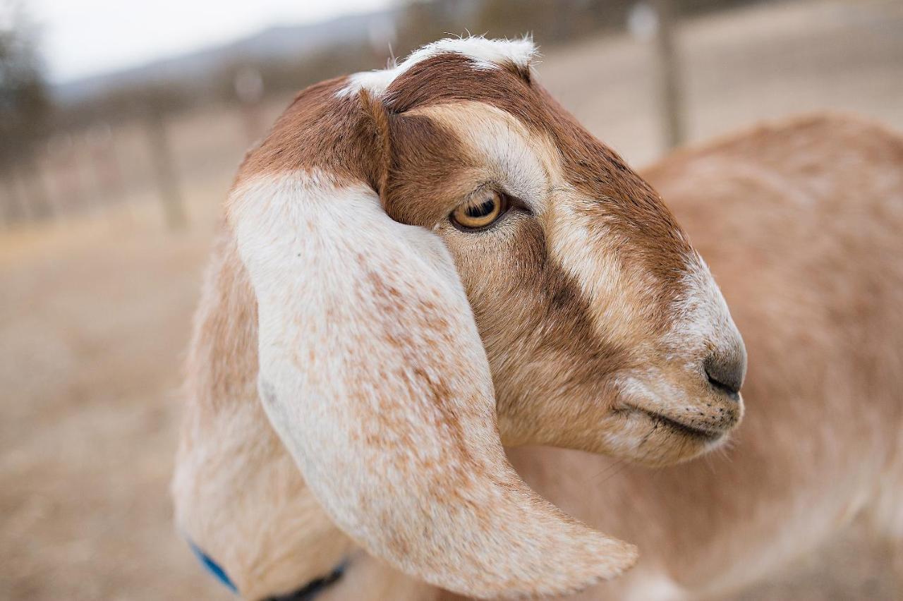 Reves De Moutons 호텔 파소 로블레스 외부 사진